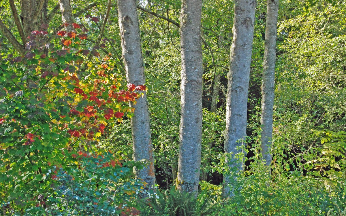 Vine maple fall color