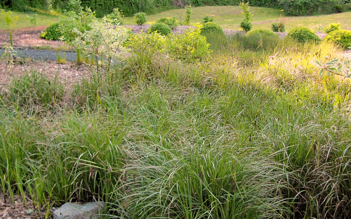 Buck Lake Native Plant Garden