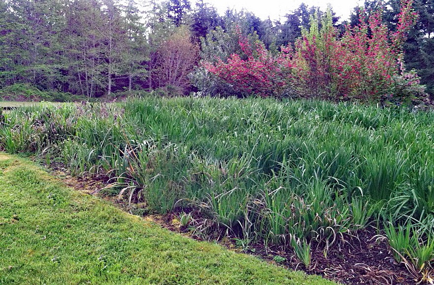 Buck Lake Native Plant Garden