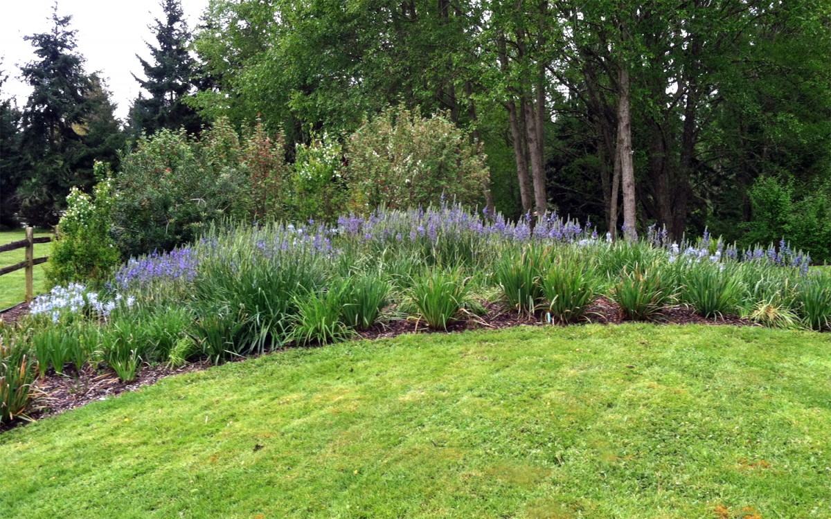 The camas meadow