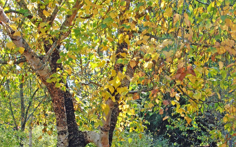 Sapsuckers frequent this old birch tree