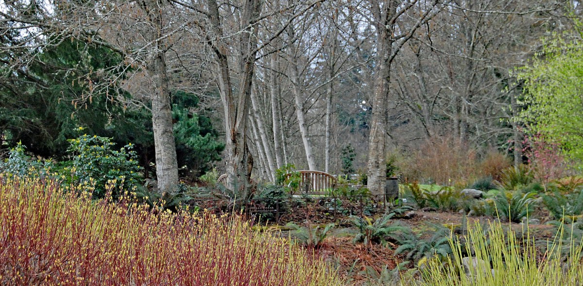 Spring foliage in the Buck Lake Native Plant Garden