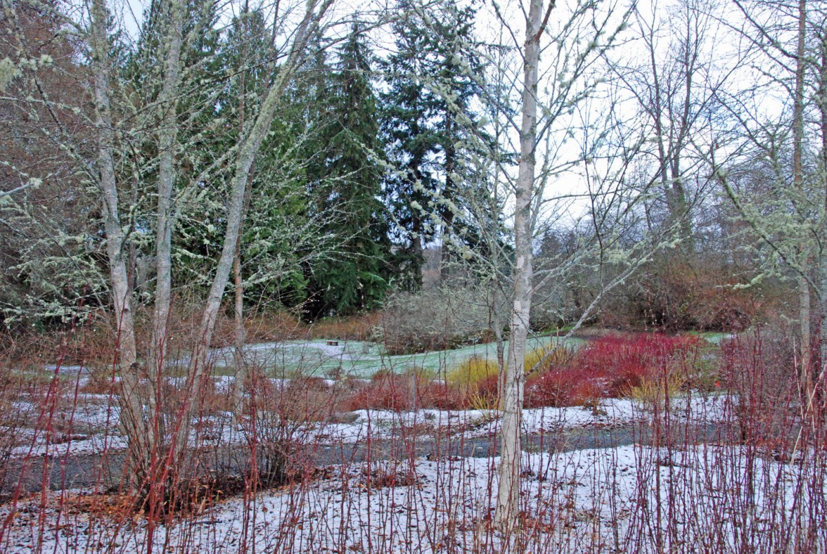 Birch trees in Buck Lake Native Plant Garden