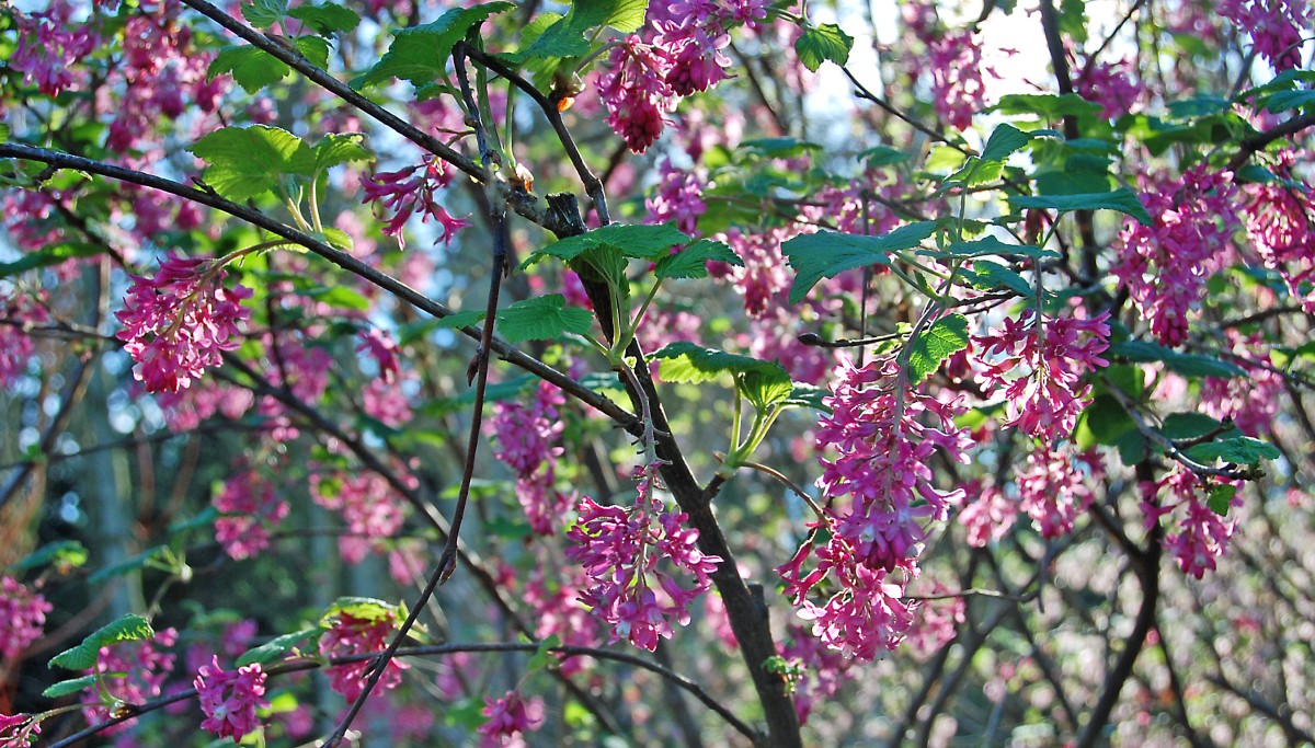The spring blooms of  Ribes sanguineum.