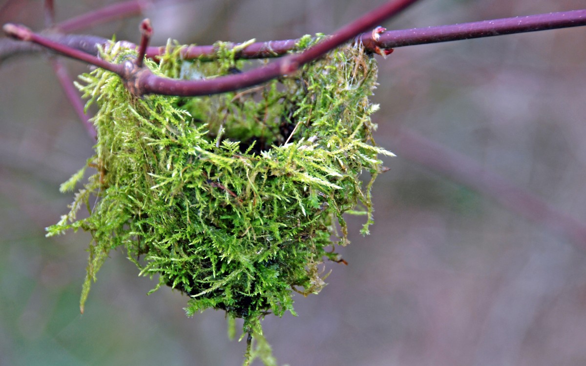 Hummingbird nest in the BLNPG