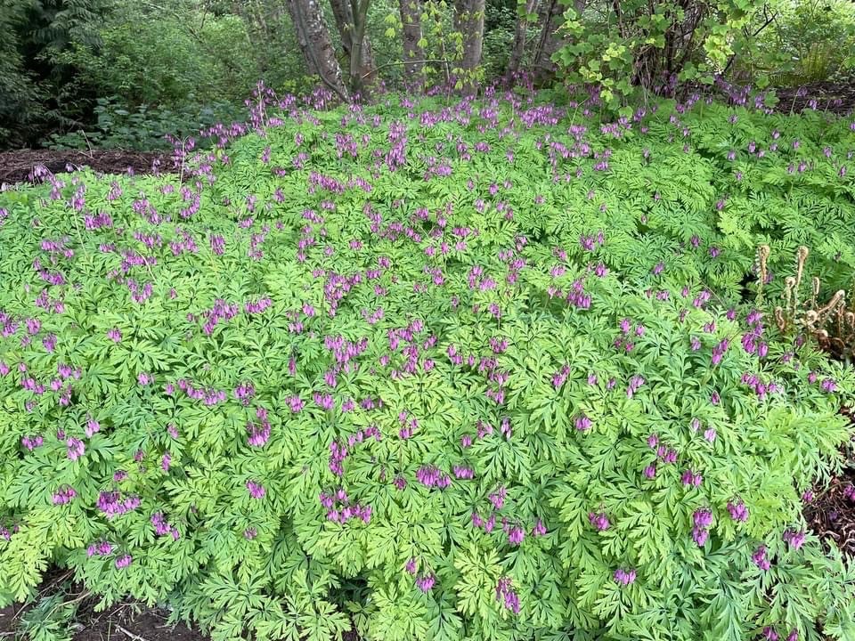 Bleeding heart