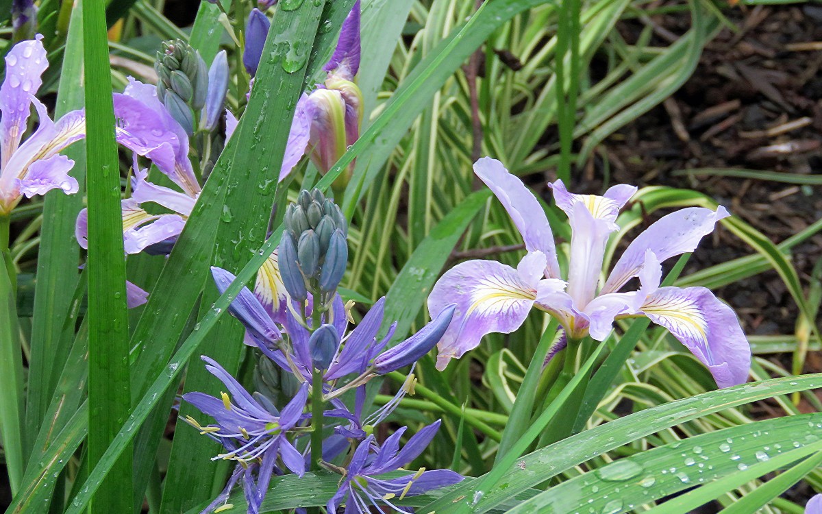 Great camas and Douglas iris