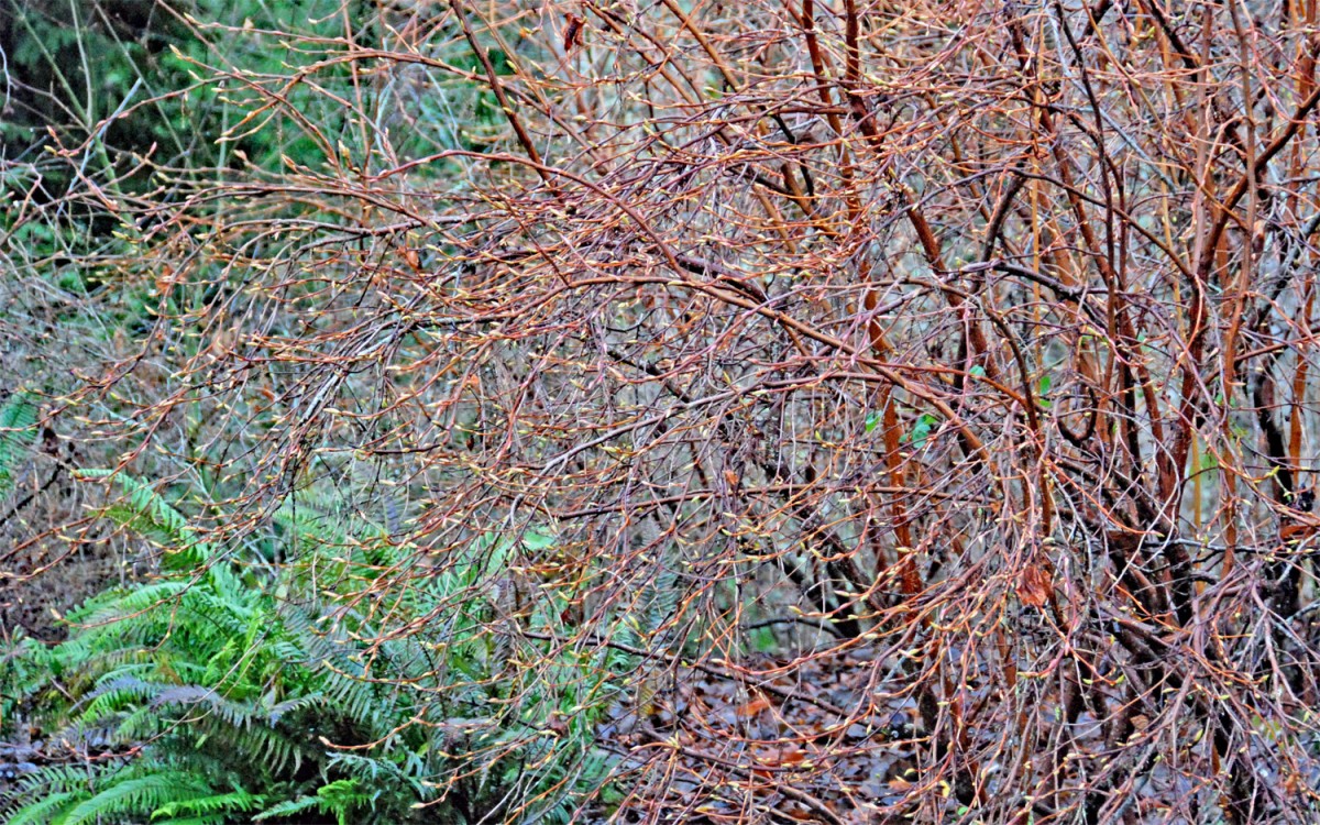 Indian plum is the first plant in the garden to bud out