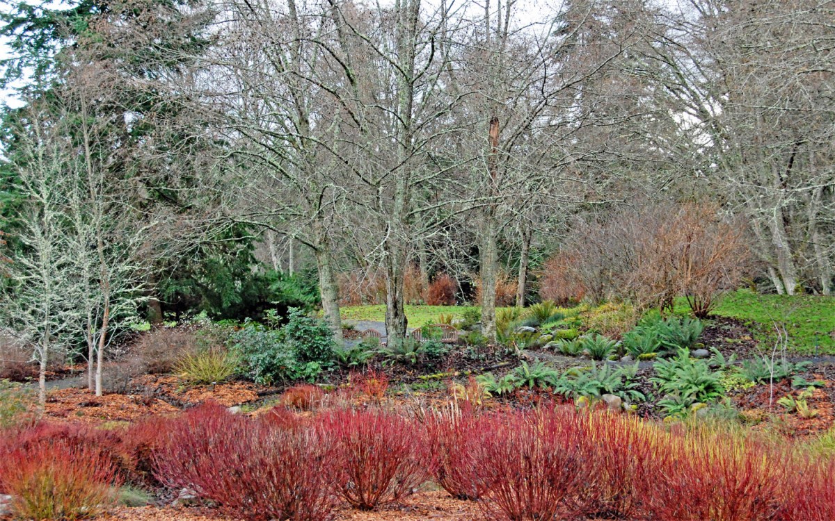 Red and yellow twigged dogwood in the rain garden