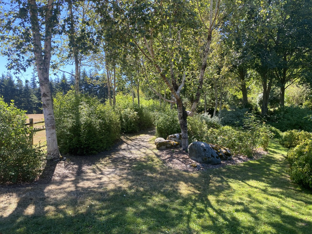 Light filters through birch trees at the Buck Lake Native Plant Garden's north entrance