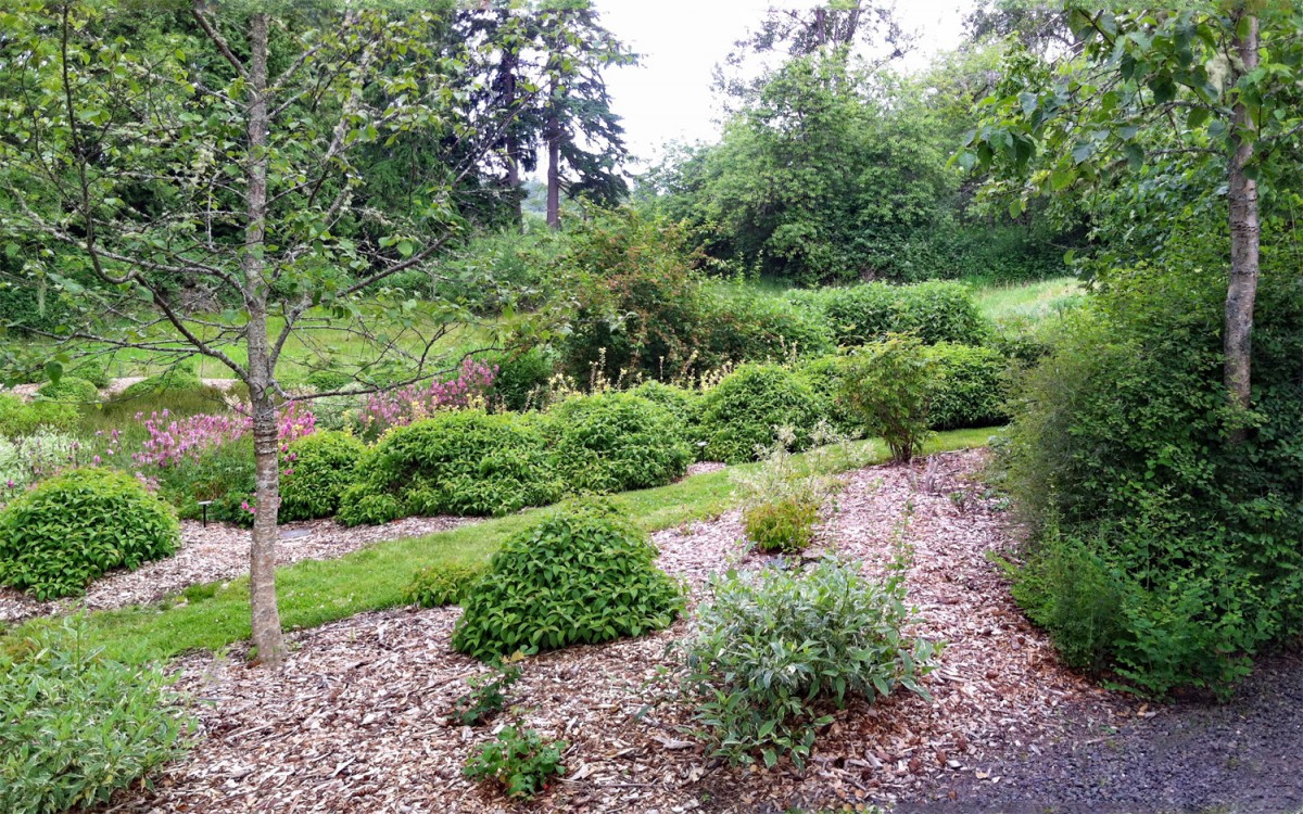 Buck Lake Native Plant Garden Rain Garden