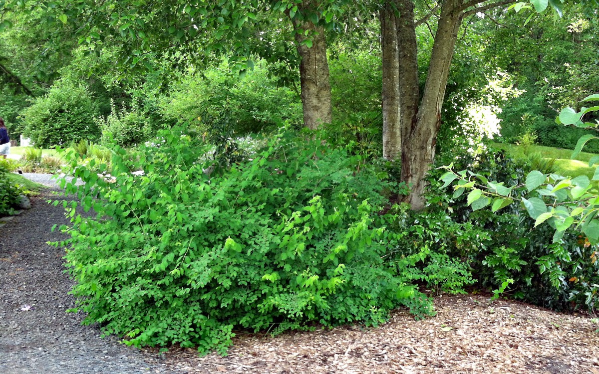 Oregon grape and snowberry under the birch trees