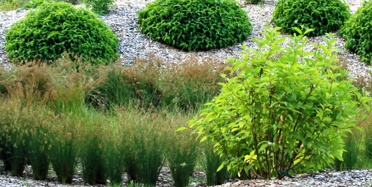 rain garden