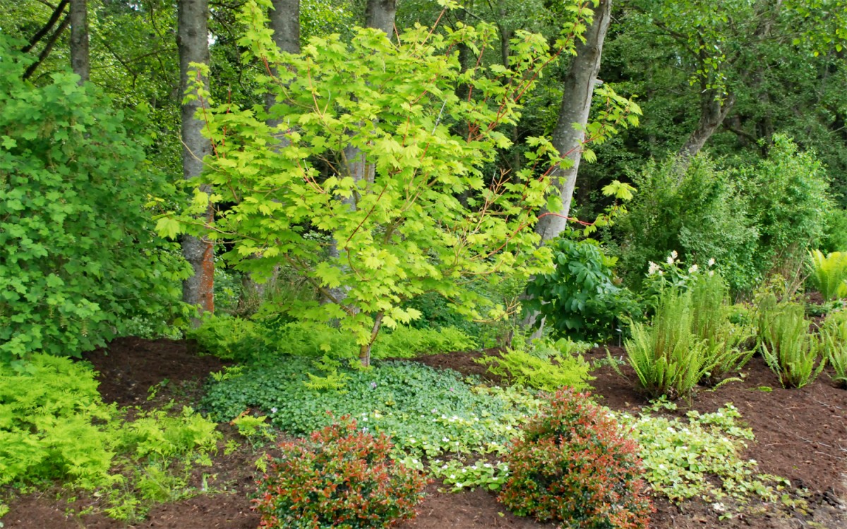 Vine maple at the south entrance to the Buck Lake Native Plant Garden