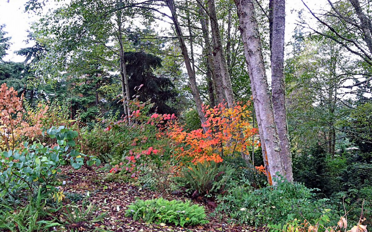 Vine maple fall foliage 