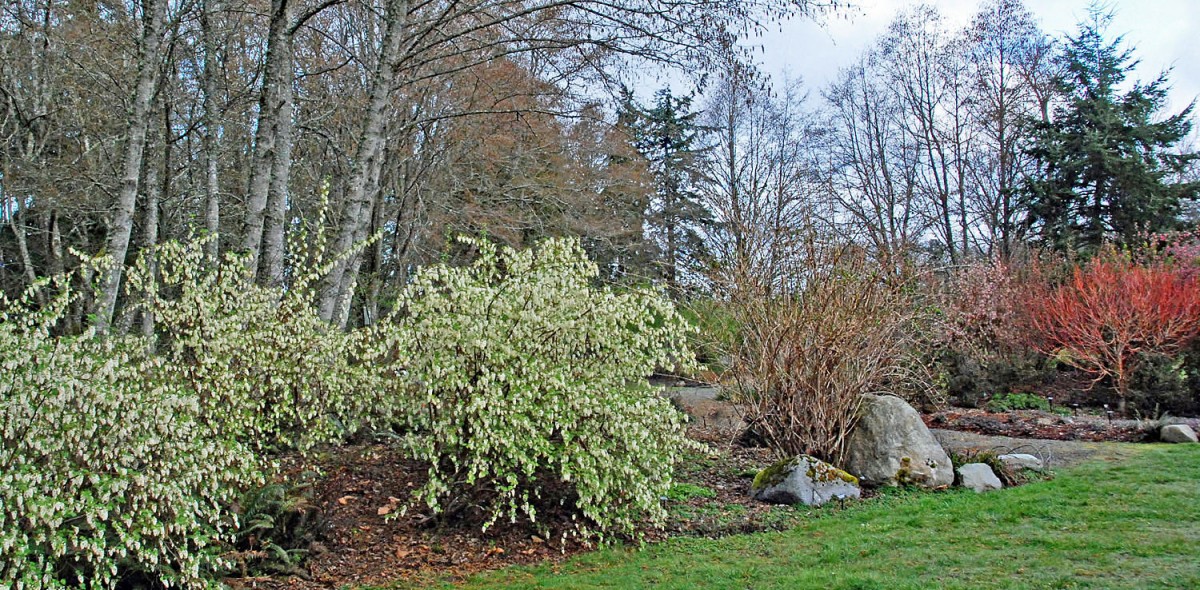 Ribes sanguineum 'White Icicle' (flowering currant)