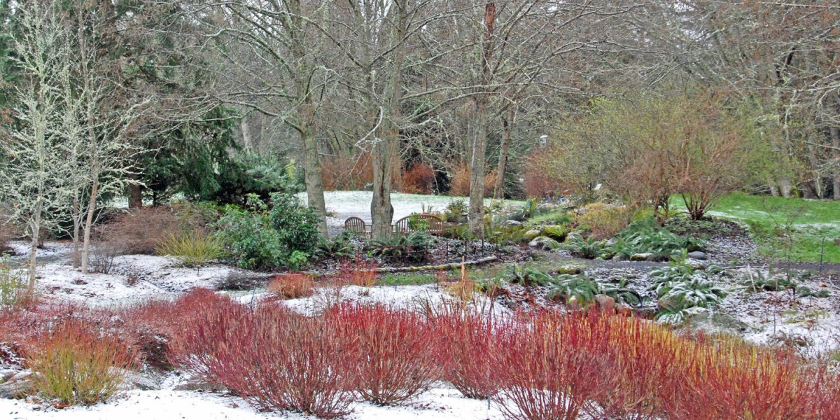 Cornus sericea in the snow