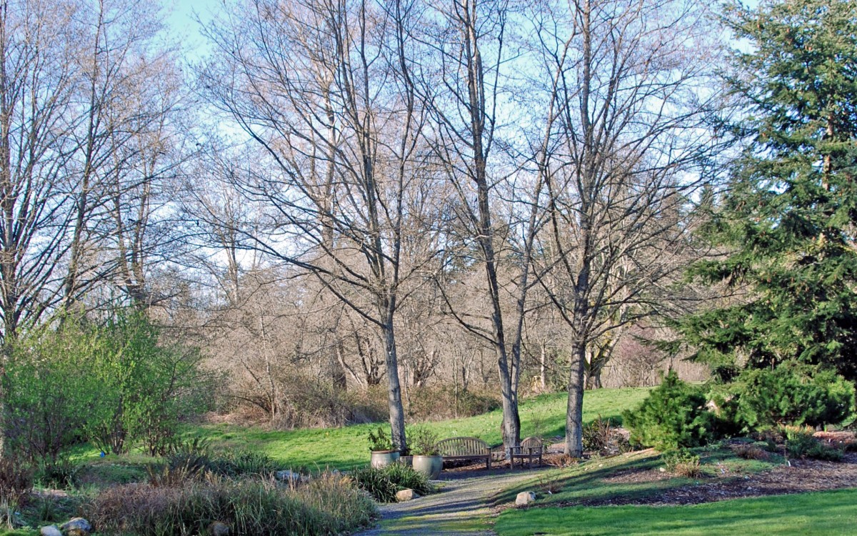 A winter day in the Buck Lake Native Plant Garden