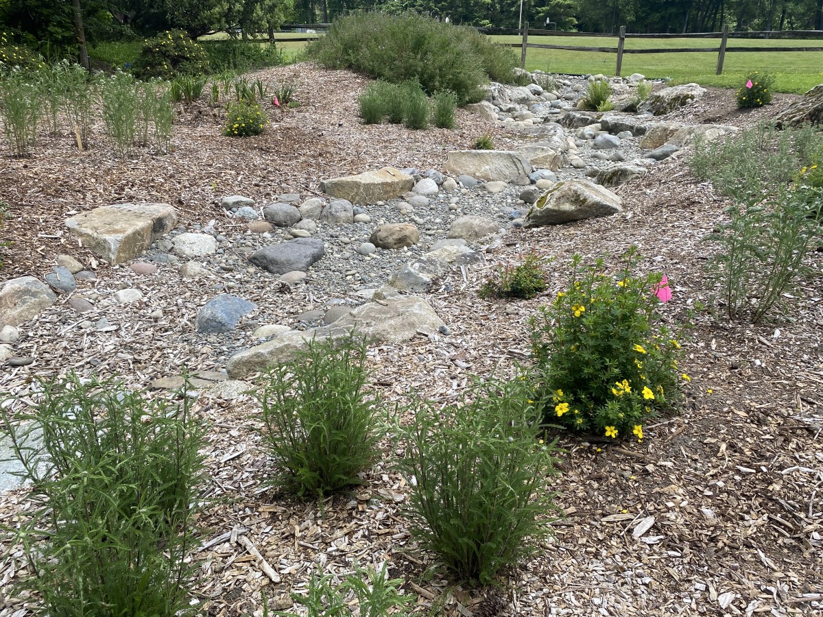 New plantings in the swale: yarrow