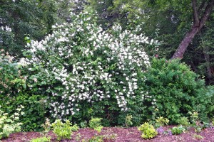 Hedgerow with mock orange in Buck Lake Native Plant Garden