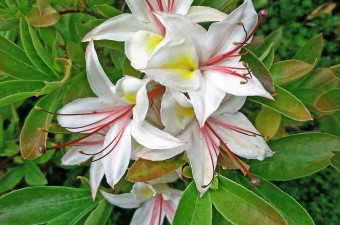 Western Azalea