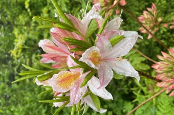 Western azalea