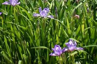 Douglas iris