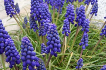 Grape Hyacinth