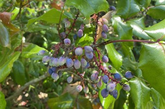 Oregon grape