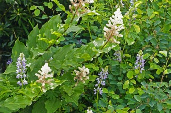 Flowers in a garden.