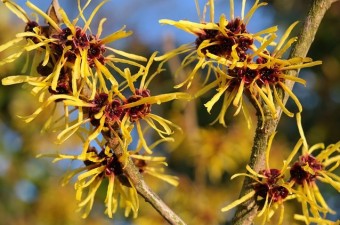 Witch hazel (Hamamelis)