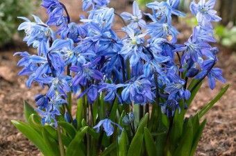 Wood squill (Scilla siberica)