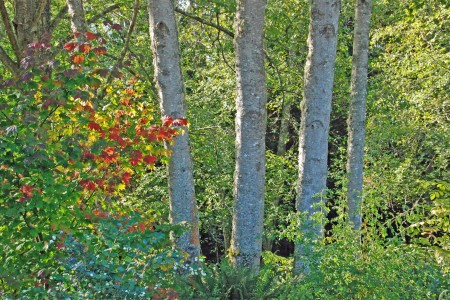 Vine maple fall color