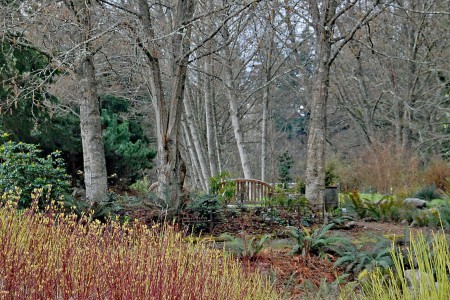 Spring foliage in the Buck Lake Native Plant Garden