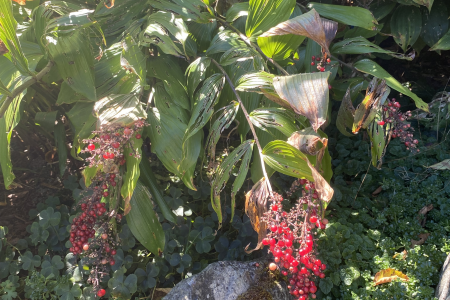 Plant with red berries.