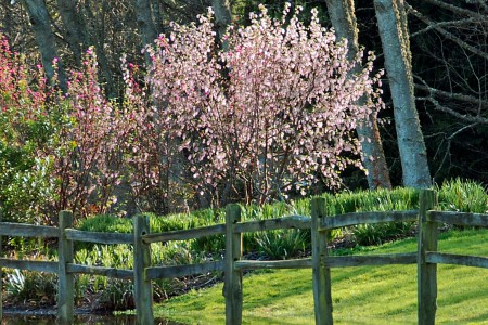 Buck Lake Native Plant Garden