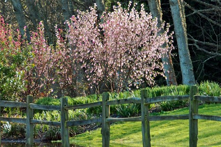 Buck Lake Native Plant Garden