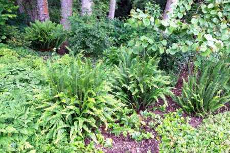 A variety of ferns are at home in the summer shade garden.