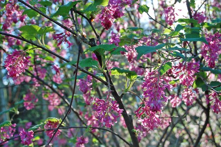 The spring blooms of  Ribes sanguineum.
