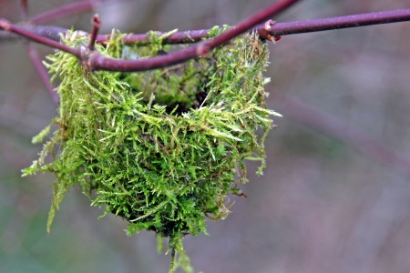 Hummingbird nest in the BLNPG