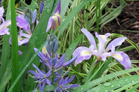 Great camas and Douglas iris