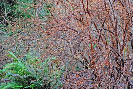 Indian plum is the first plant in the garden to bud out