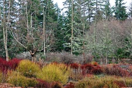 The colorful stems of dogwood in the winter