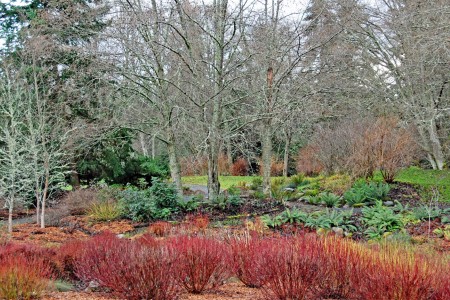 Red and yellow twigged dogwood in the rain garden