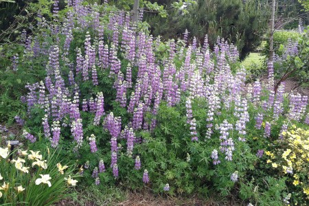 Lupines bloom for weeks in the garden