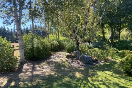 Light filters through birch trees at the Buck Lake Native Plant Garden's north entrance