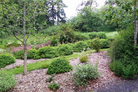 Buck Lake Native Plant Garden Rain Garden