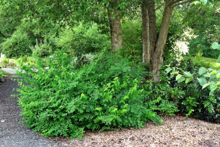 Oregon grape and snowberry under the birch trees