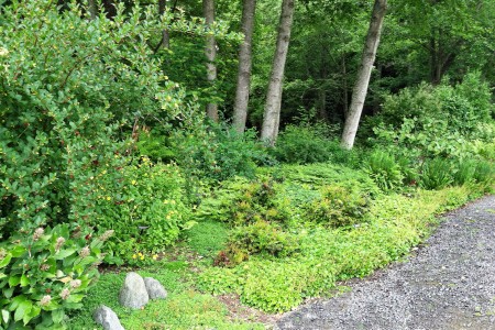 Mature planting at the south entrance