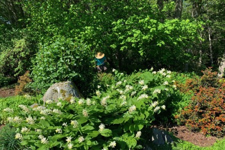 May at the south entrance: weeding around the false Solomon's seal